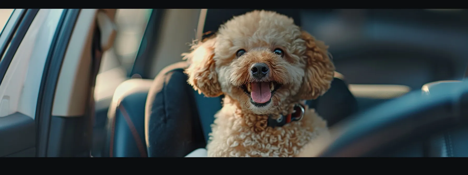 a fluffy dog sitting comfortably in a secure, properly installed portable pet car seat in a car, with a happy and relaxed expression.